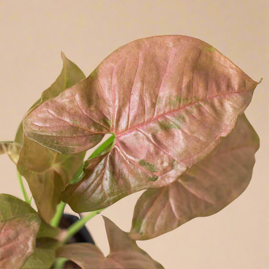 Syngonium Strawberry