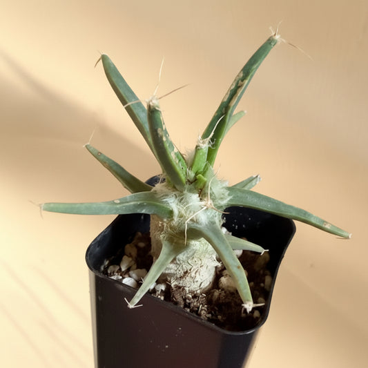 Agave Cactus | 2 inch | Leuchtenbergia principis