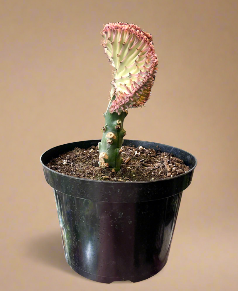 Mermaid Tail Coral Cactus – Euphorbia Lactea Cristata