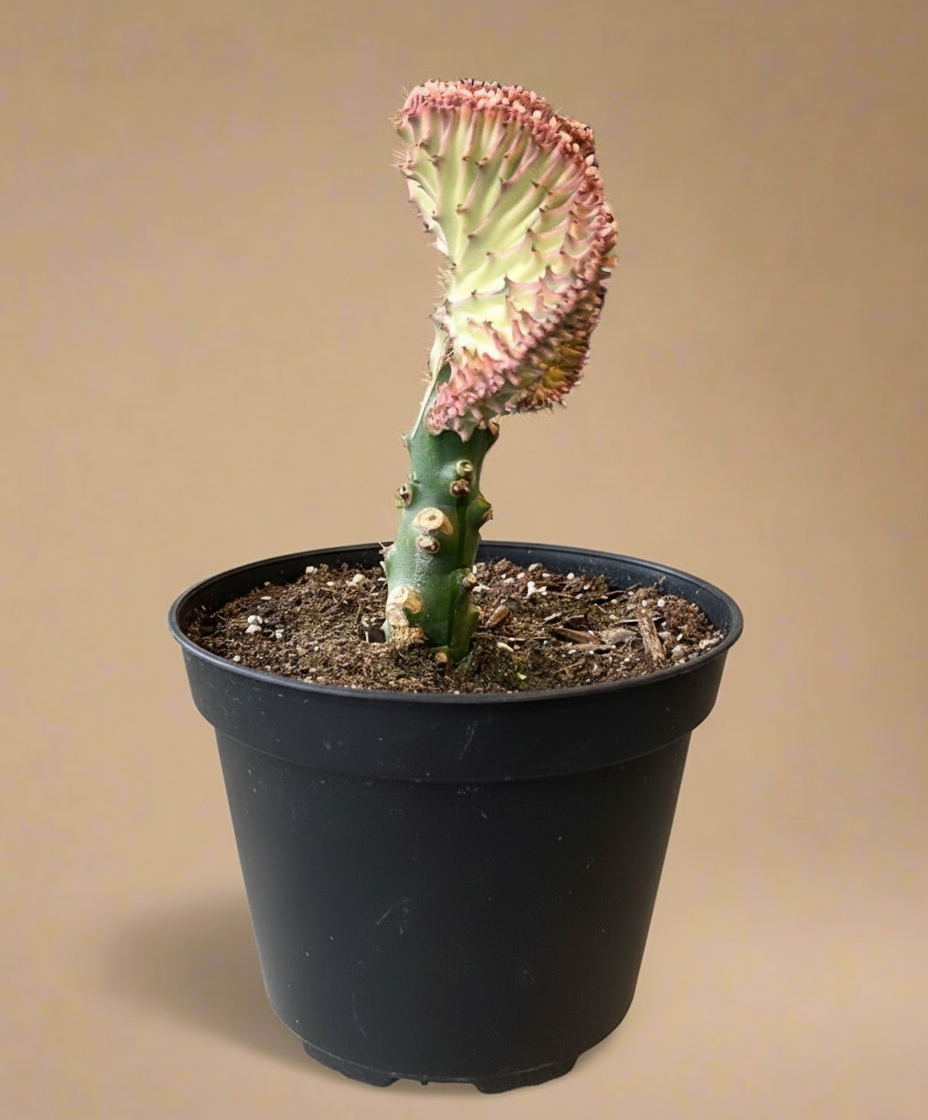 Mermaid Tail Coral Cactus – Euphorbia Lactea Cristata 8” pot