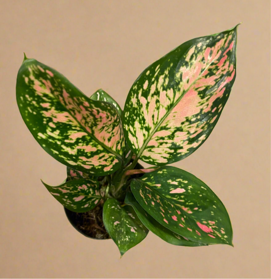 4” Aglaonema ‘Lady Valentine’