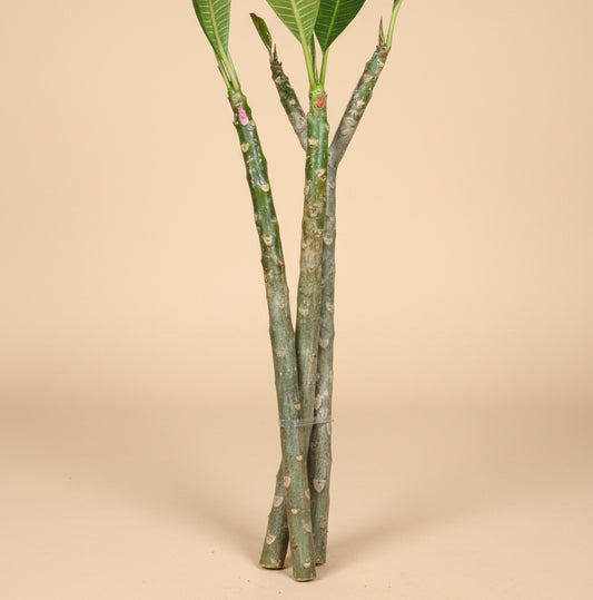 Set of Three Mexican Plumeria Cuttings
