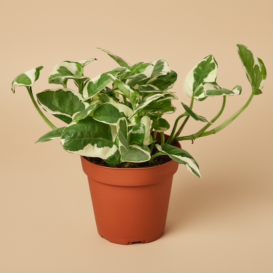 Pothos 'N'joy'