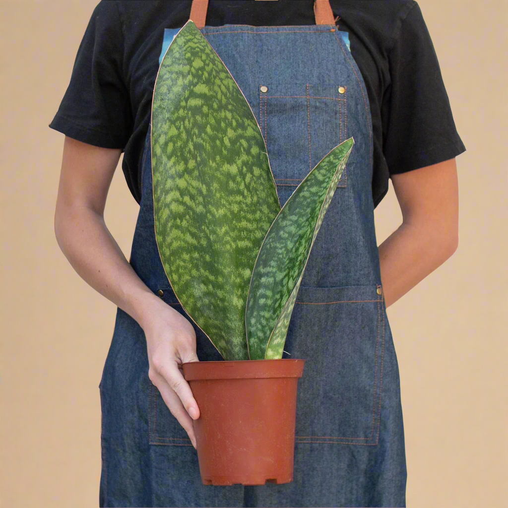 Whale Fin Snake Plant - Sansevieria Masoniana