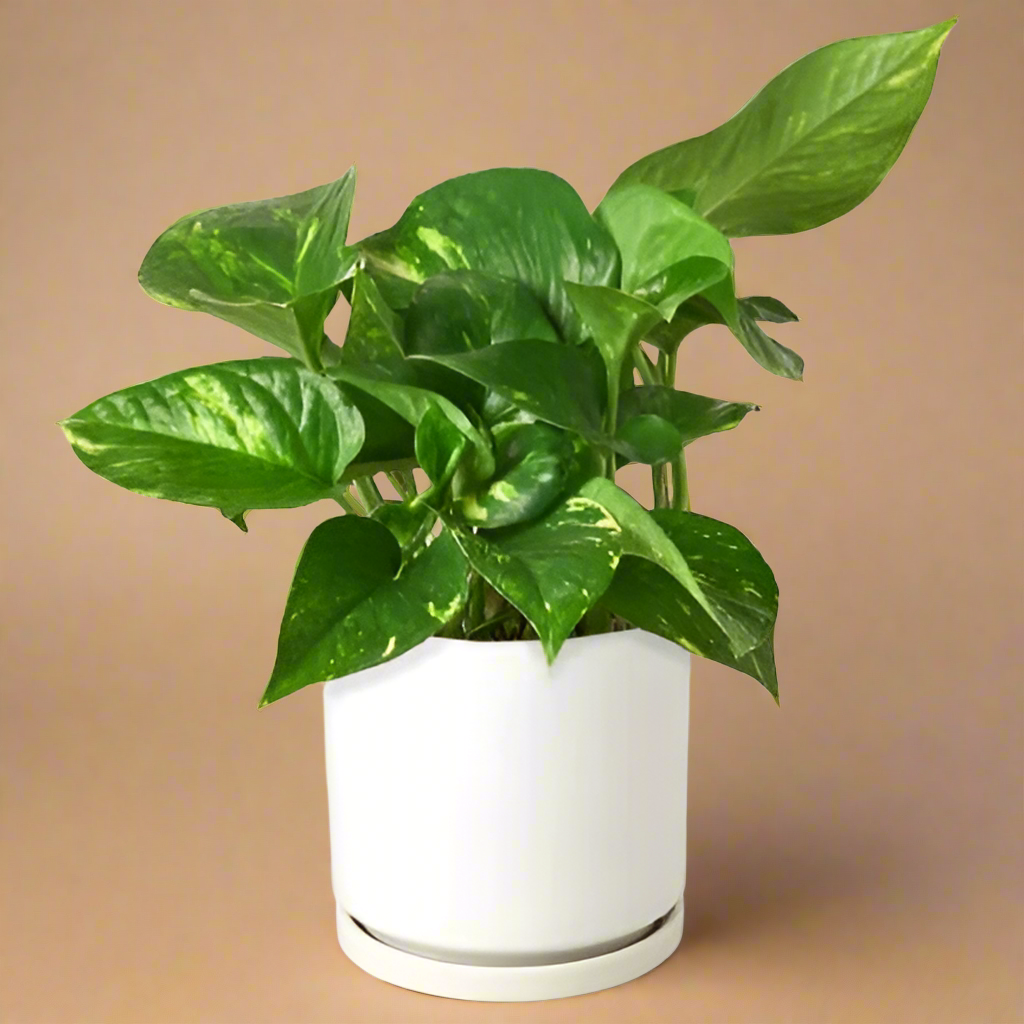 Pothos 'Golden'