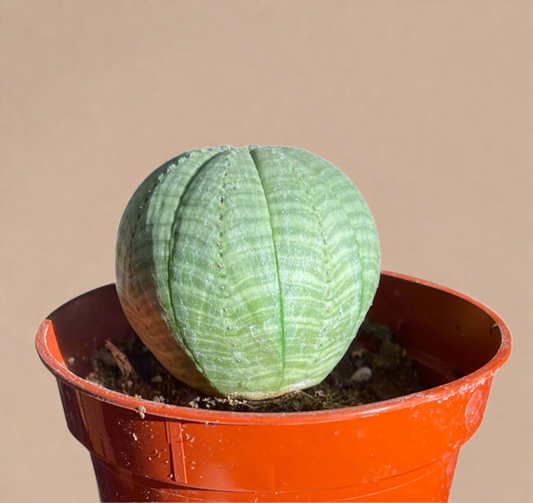 Euphorbia obesa - Baseball Plant