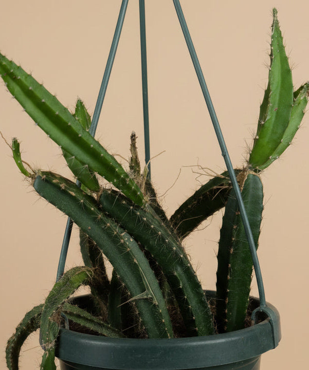 Dog Tail Cactus - Selenicereus testudo