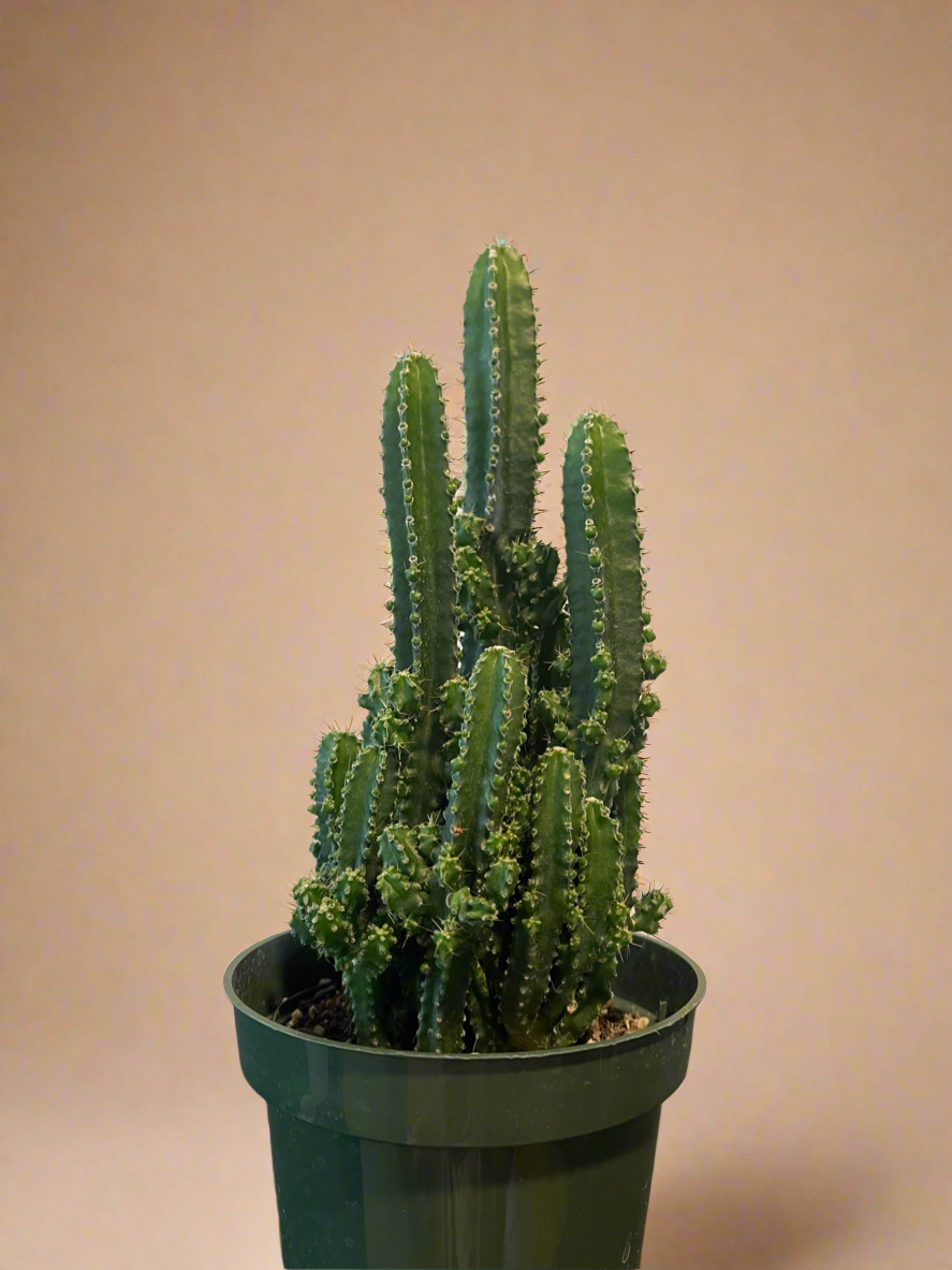 4.5” Fairy Castle Cactus