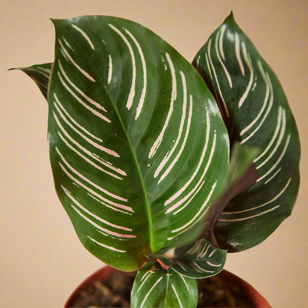 Calathea 'Ornata'