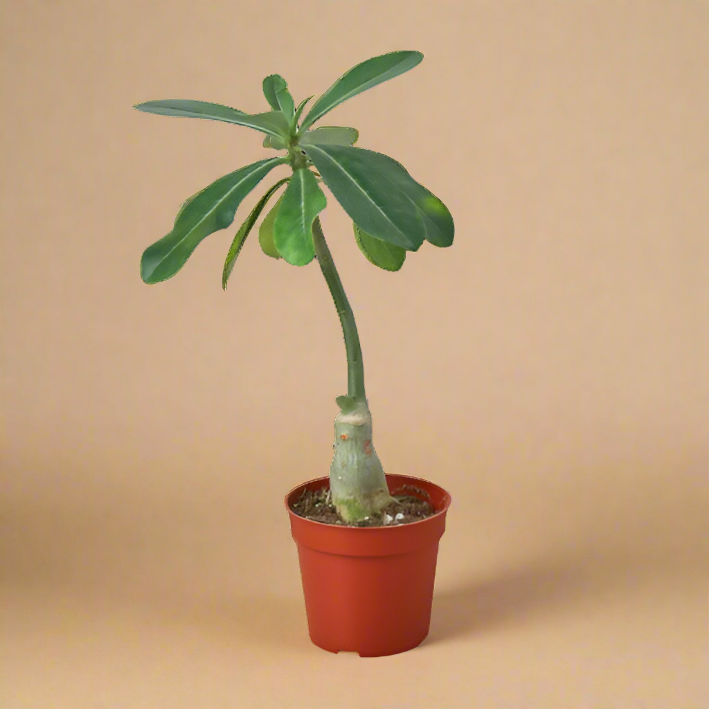Adenium Obesum 'Desert Rose'