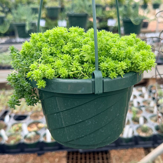 Sedum Golden Stonecrop 6” HB
