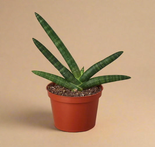 3” Sansevieria Cylindrica