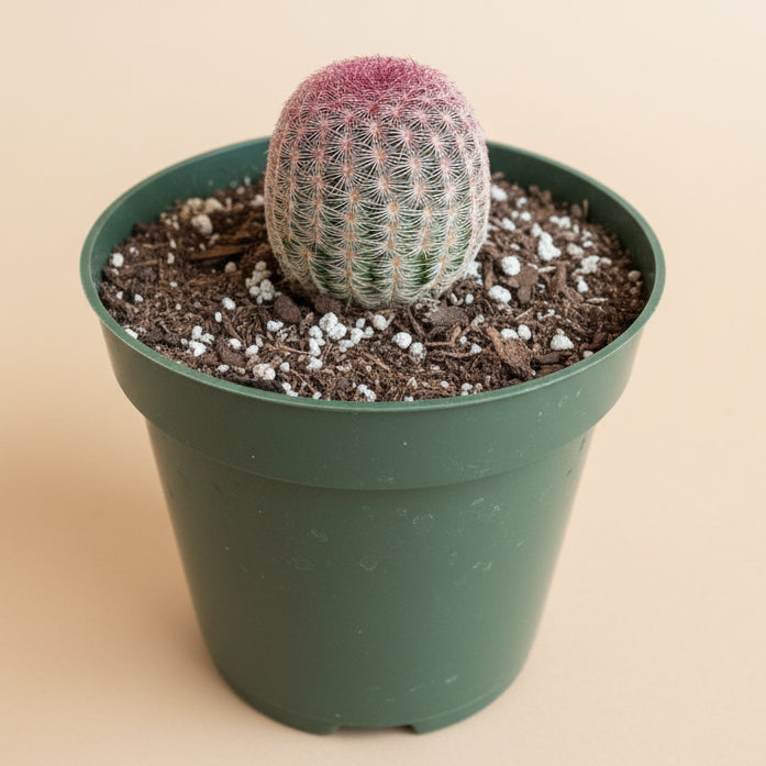 echinocereus rigidissimus Echinocereus Rigidissimus Rainbow Cactus – Grows with Love