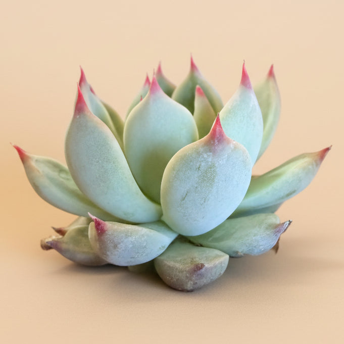 Echeveria Lindsayana (Parva) – 4.5” Pot