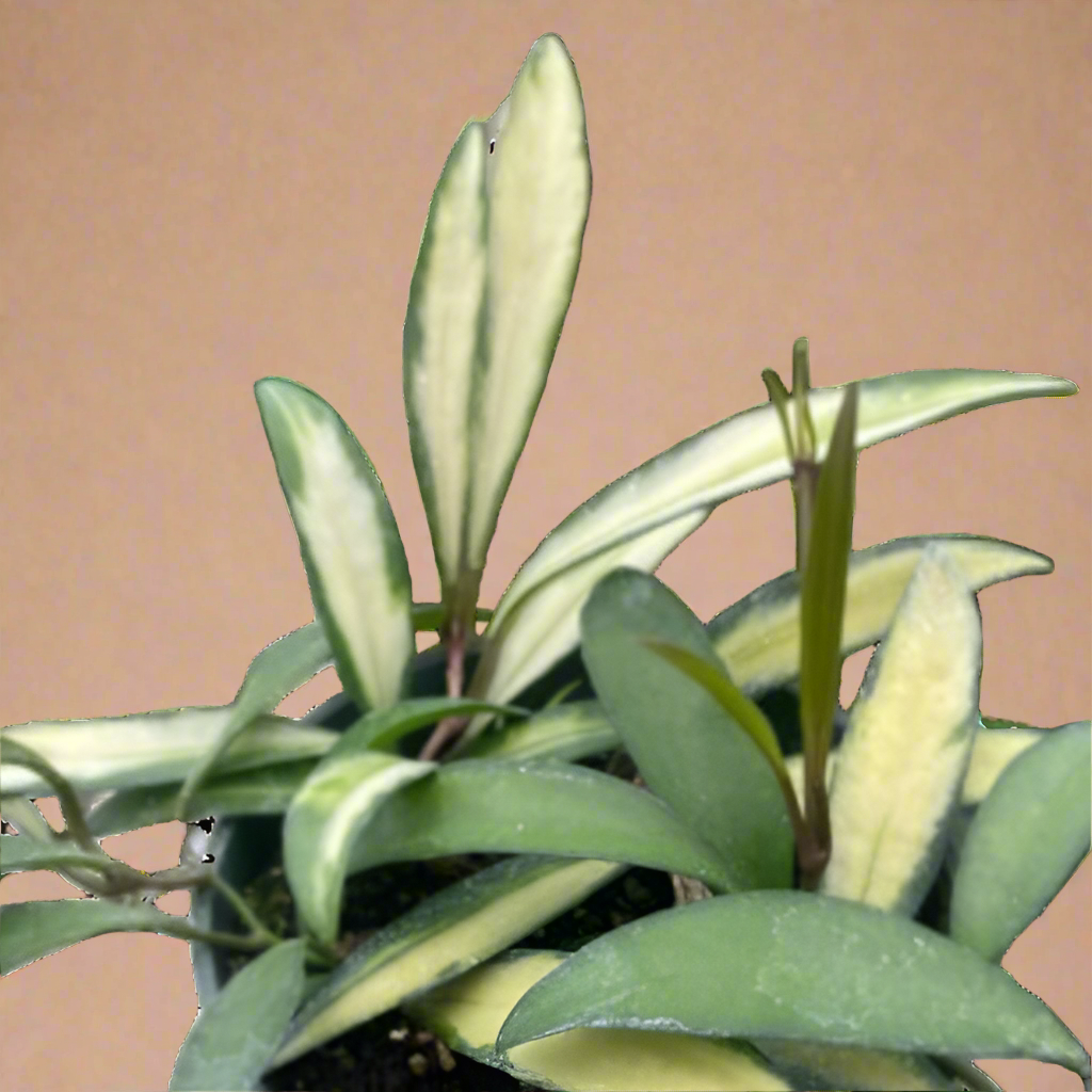 Hoya Wayetii Variegated