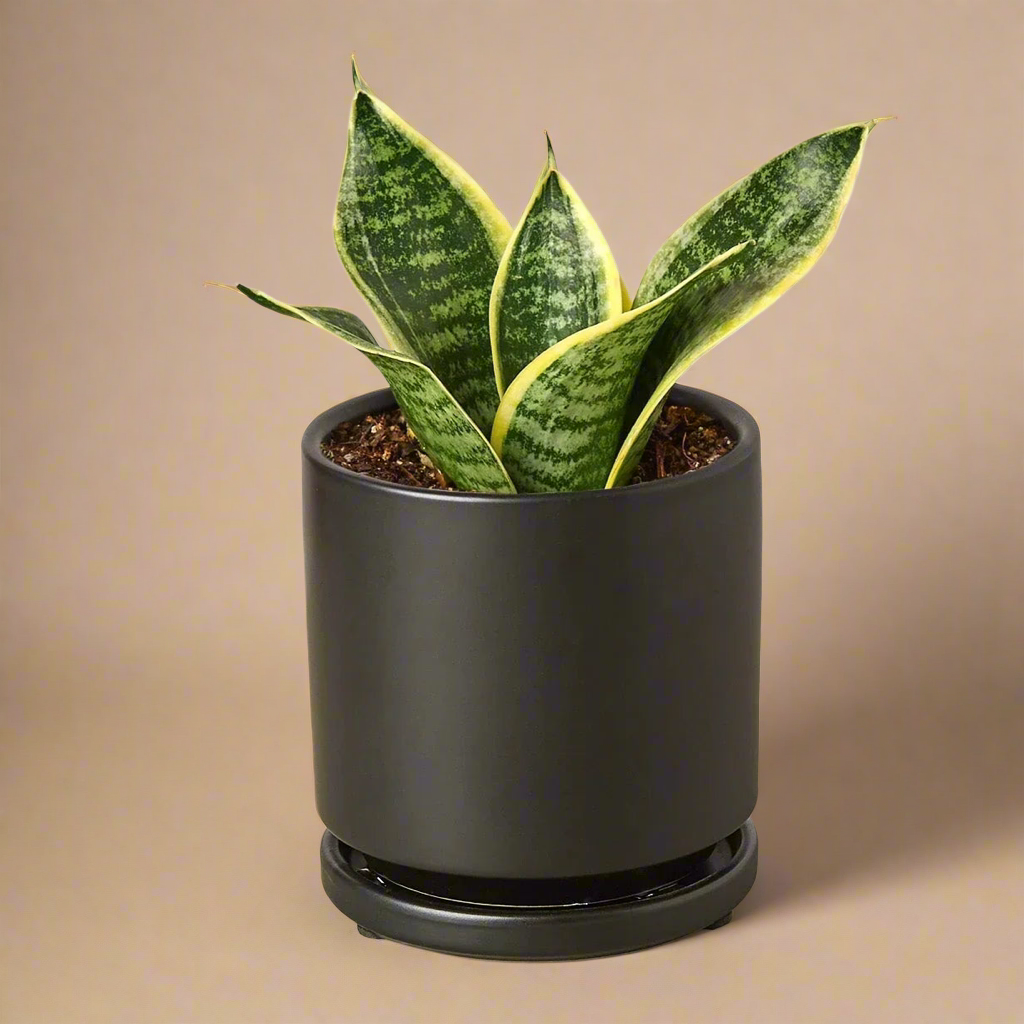 Snake Plant Laurentii Dwarf