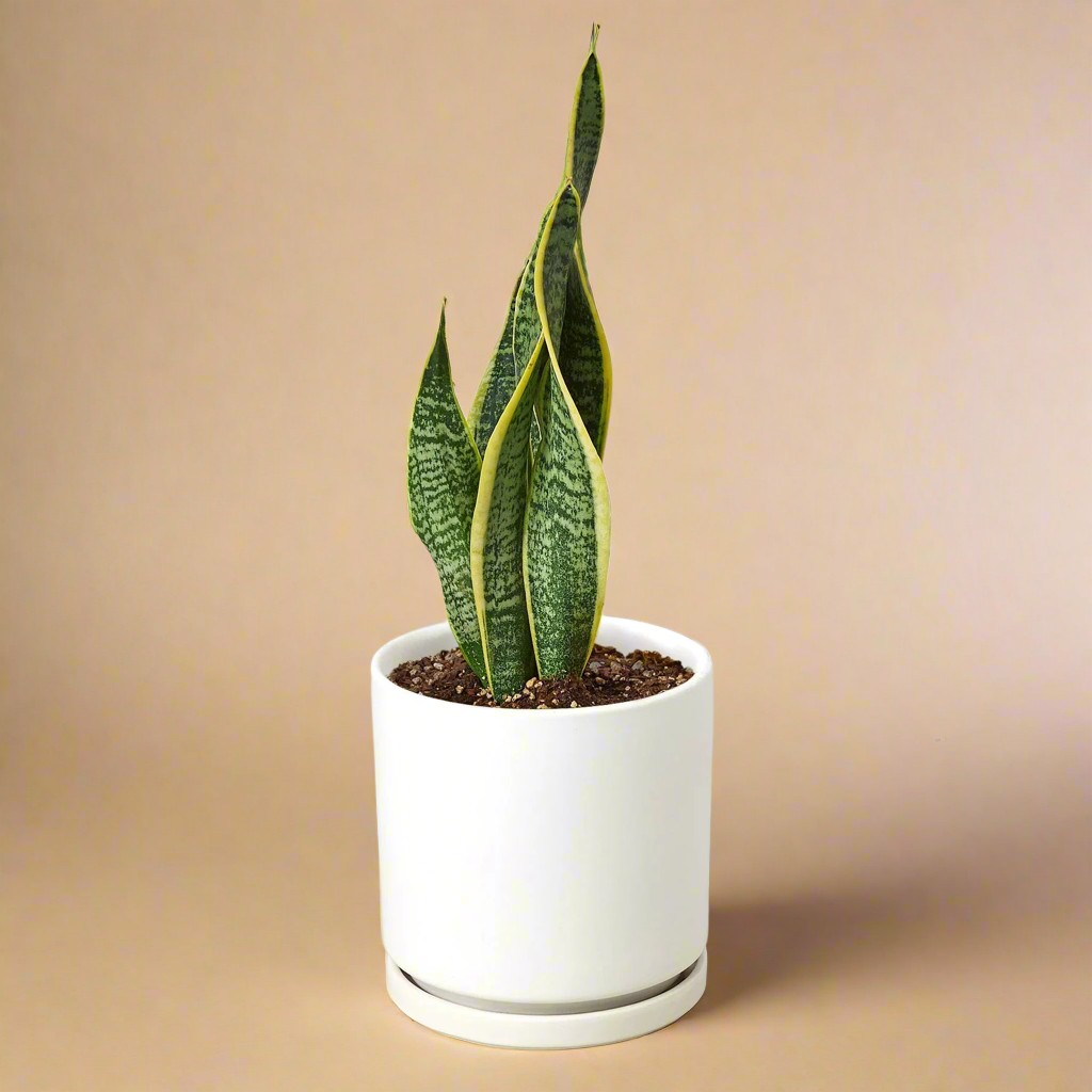 Snake Plant Laurentii