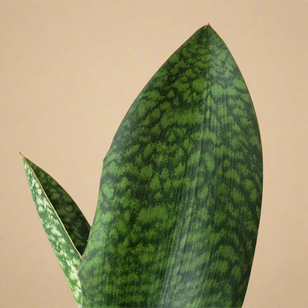 Whale Fin Snake Plant - Sansevieria Masoniana