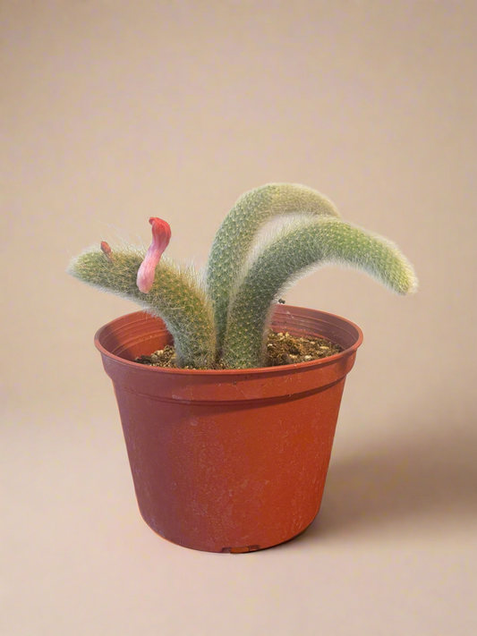 6” Monkey Tail Cactus - Cleistocactus colademononis