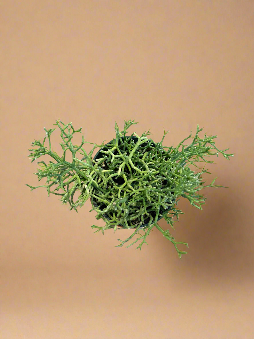 Rhipsalis Cereuscula - Coral Cactus