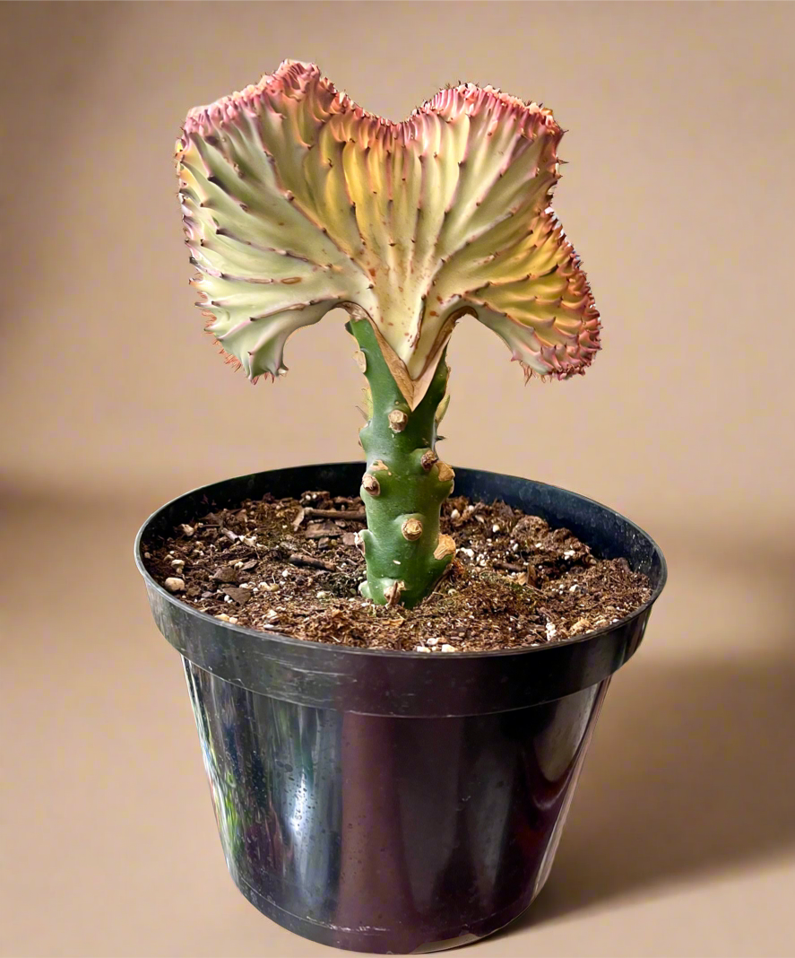 Mermaid Tail Coral Cactus – Euphorbia Lactea Cristata