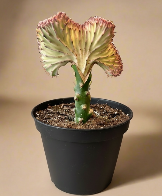 Mermaid Tail Coral Cactus – Euphorbia Lactea Cristata