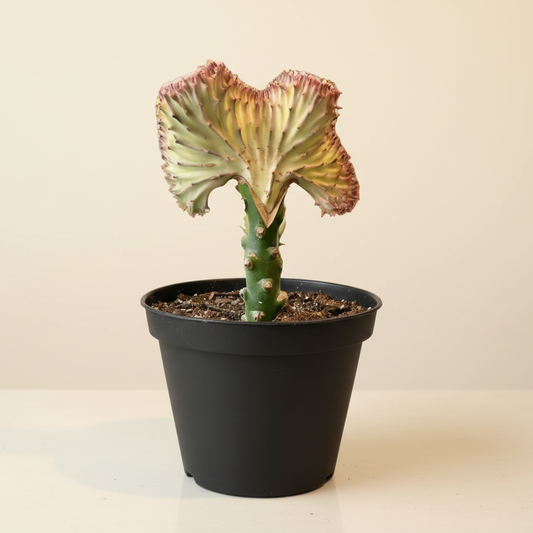 Mermaid Tail Coral Cactus – Euphorbia Lactea Cristata 8” pot