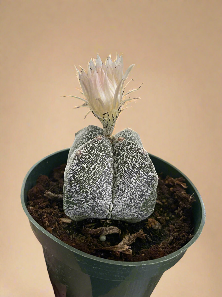 Astrophytum Myriostigma - Bishop's Cap - 4.5”