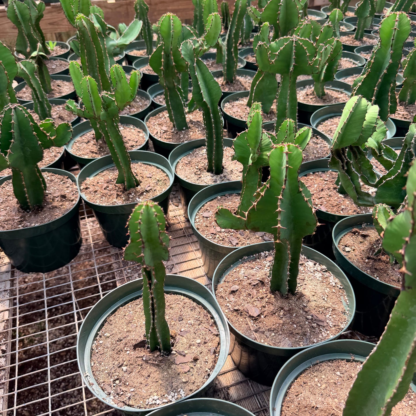 Euphorbia Cooperi