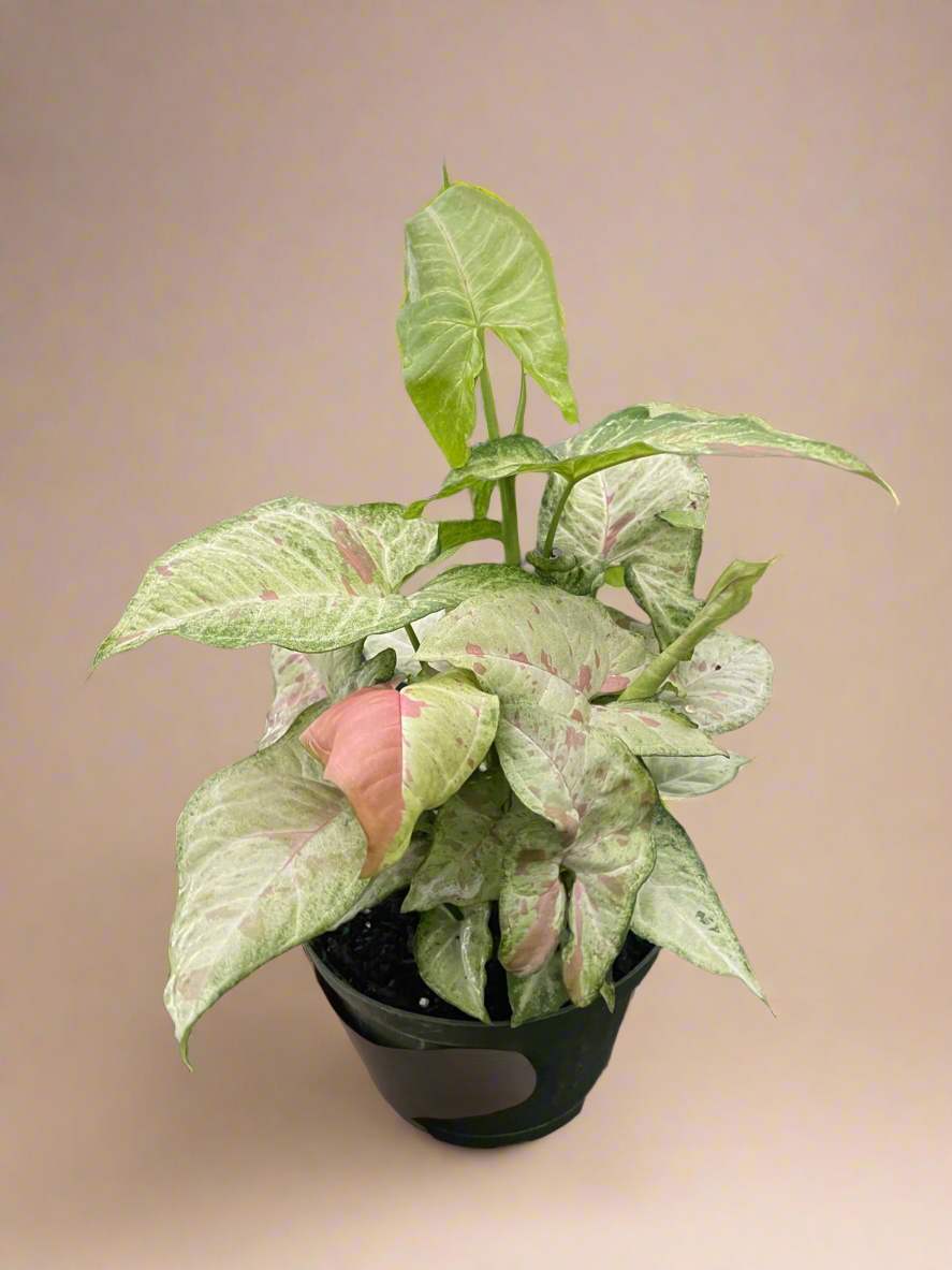 Syngonium 'Confetti'