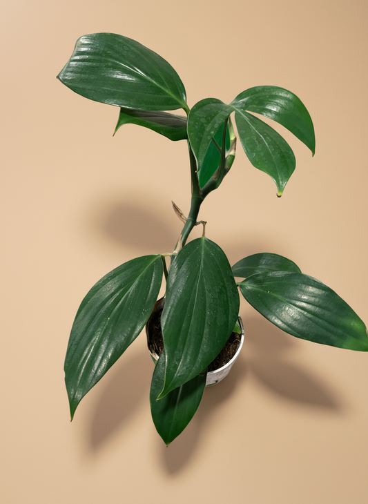 4” Rhaphidophora Dragon’s Tail