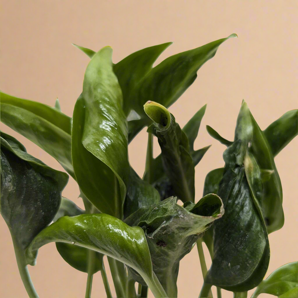 Pothos 'Shangri La'