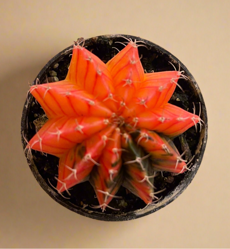Gymnocalycium Mihanovichii Variegated Cactus