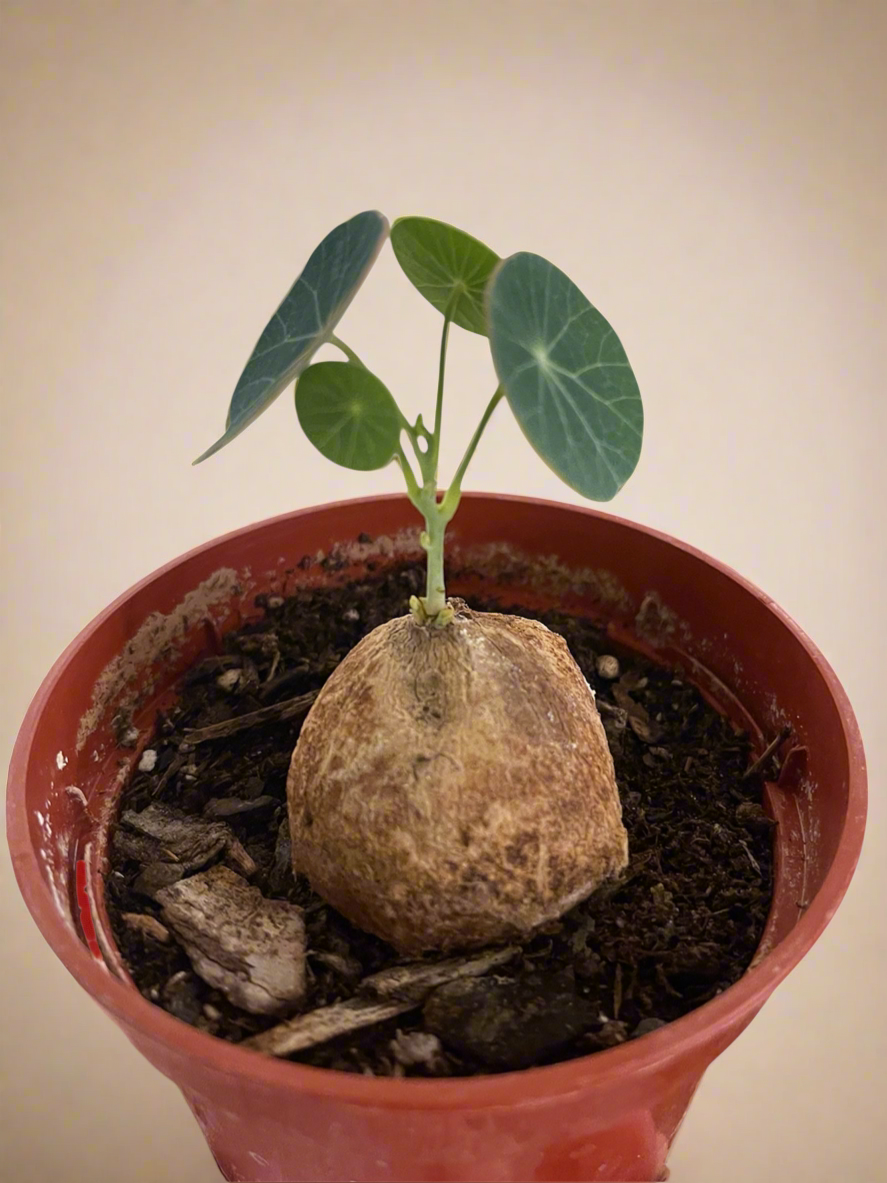 Stephania Erecta
