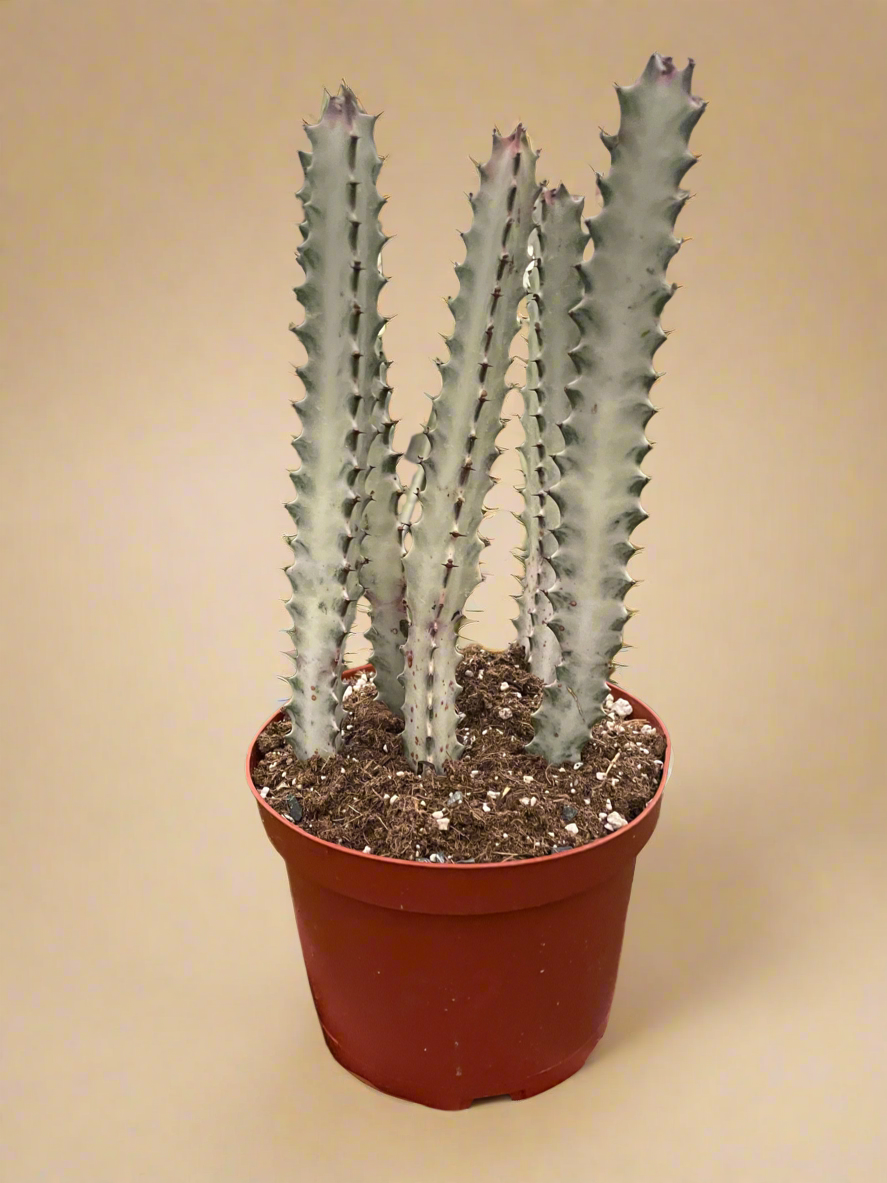 Euphorbia Lactea 'Dragon Bone'