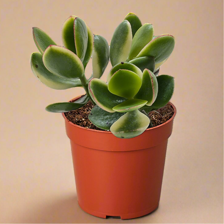Crassula Jade Variegated