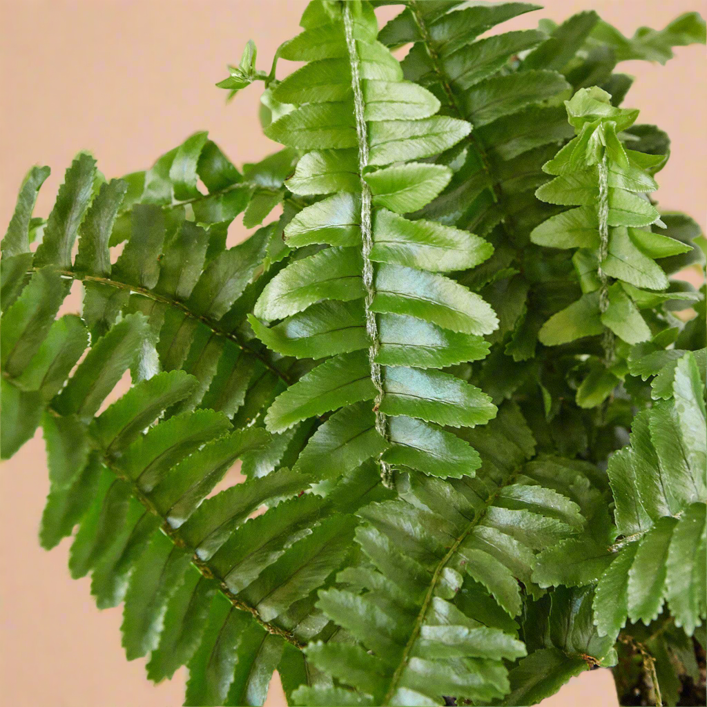 Jester's Crown Fern