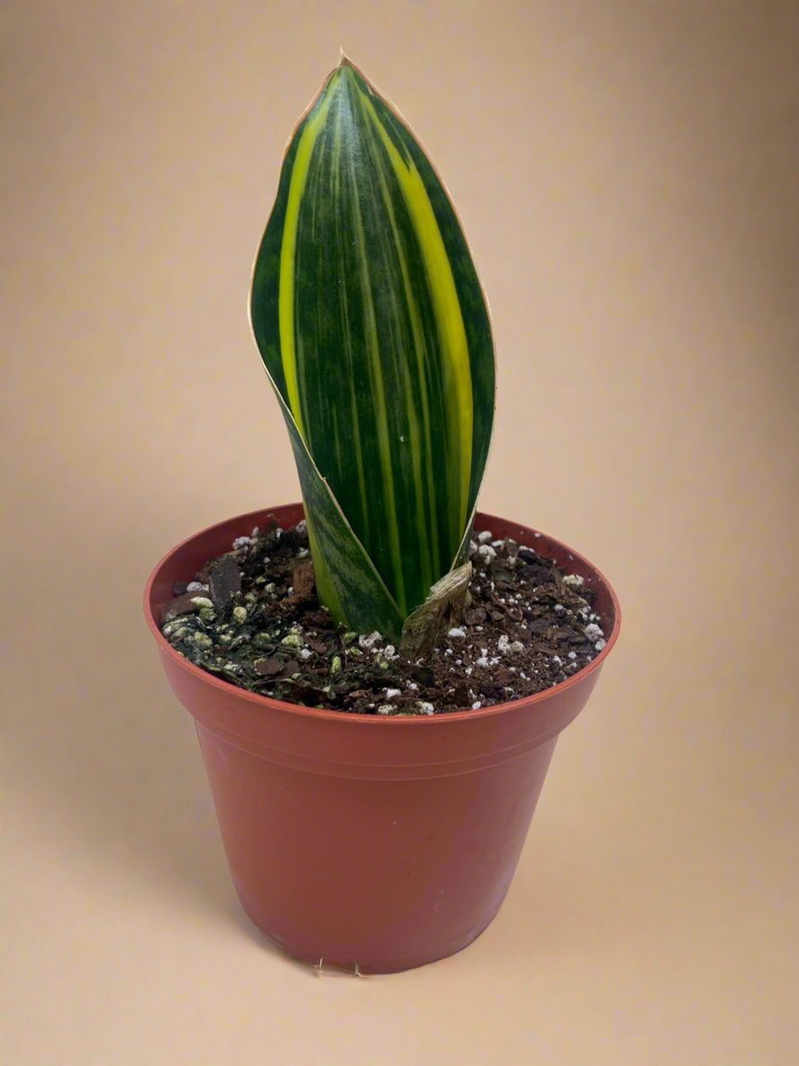 Variegated Shark Fin Snake Plant