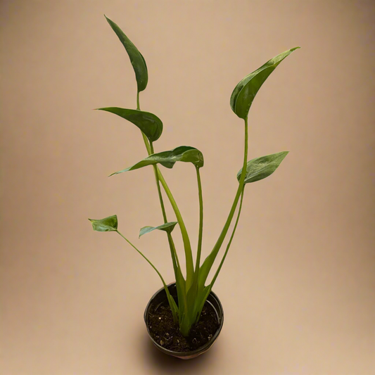 4” Alocasia Tiny Dancer