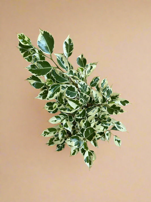 1 Gal. Variegated Ficus Benjamina