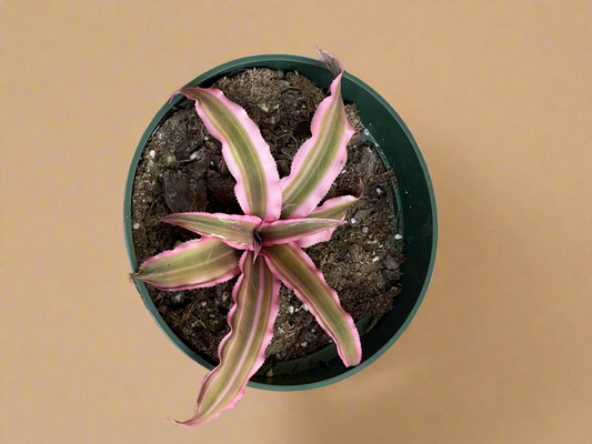 4.5” Pink Cryptanthus - Earth Star