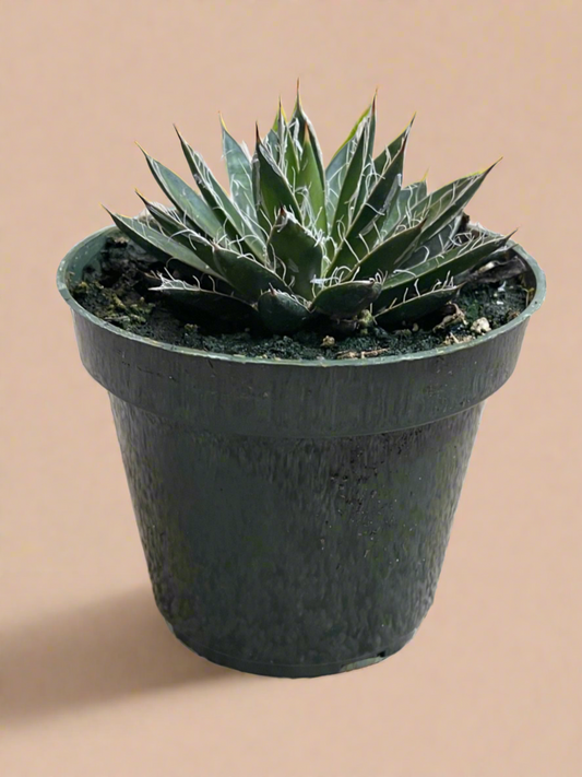4.5” Agave schidigera ‘Black Widow’ – Century Plant