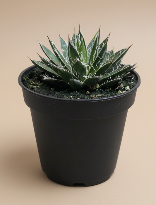 Agave Schidigera ‘Black Widow’ – Century Plant 4.5” pot