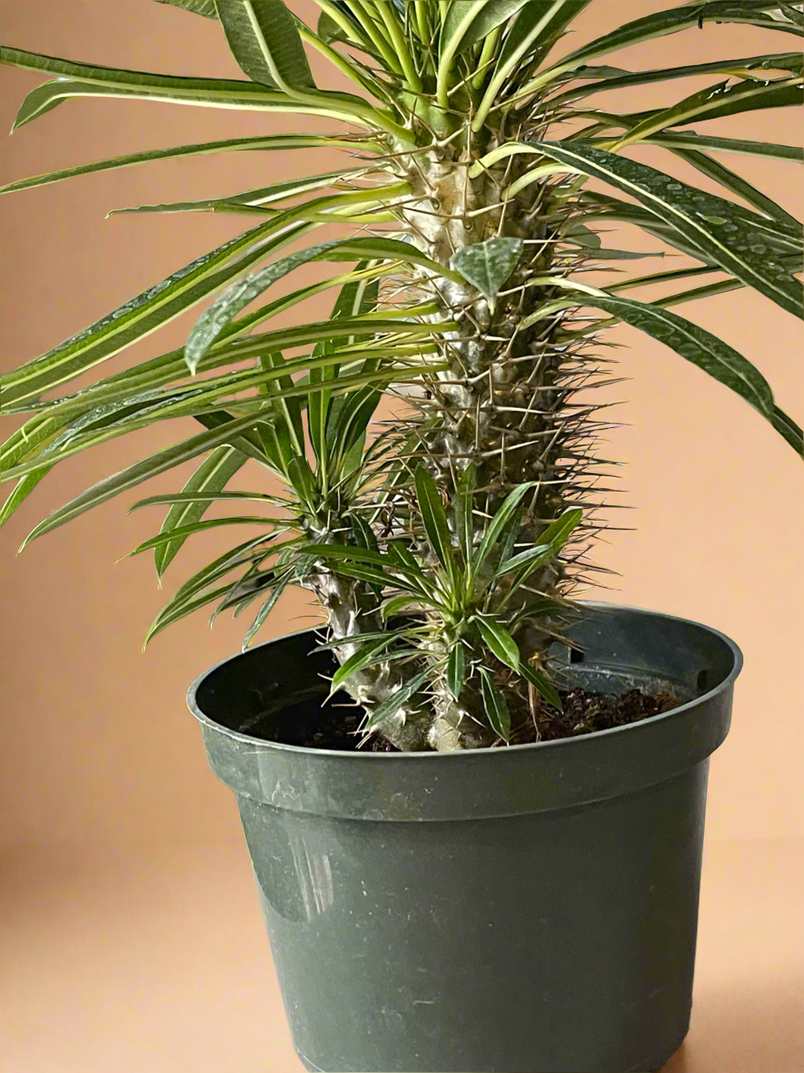 Madagascar Palm – Pachypodium lamerei