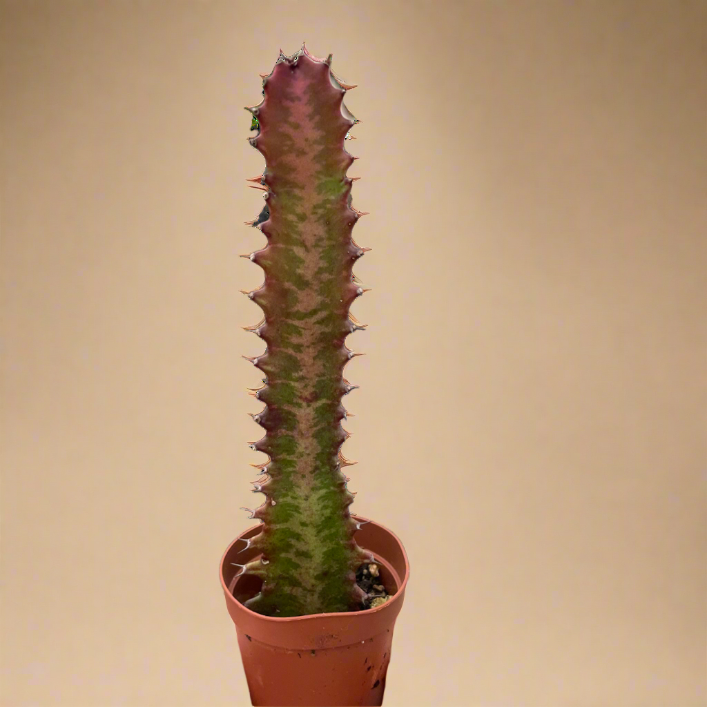 Succulent Euphorbia 'Trigona Rubra'