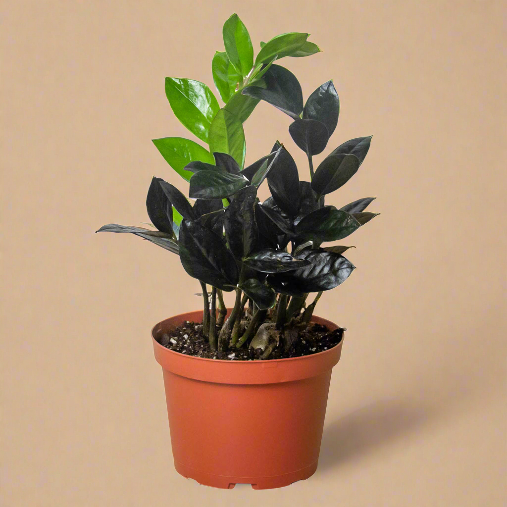 ZZ Zamioculcas 'Black Queen'