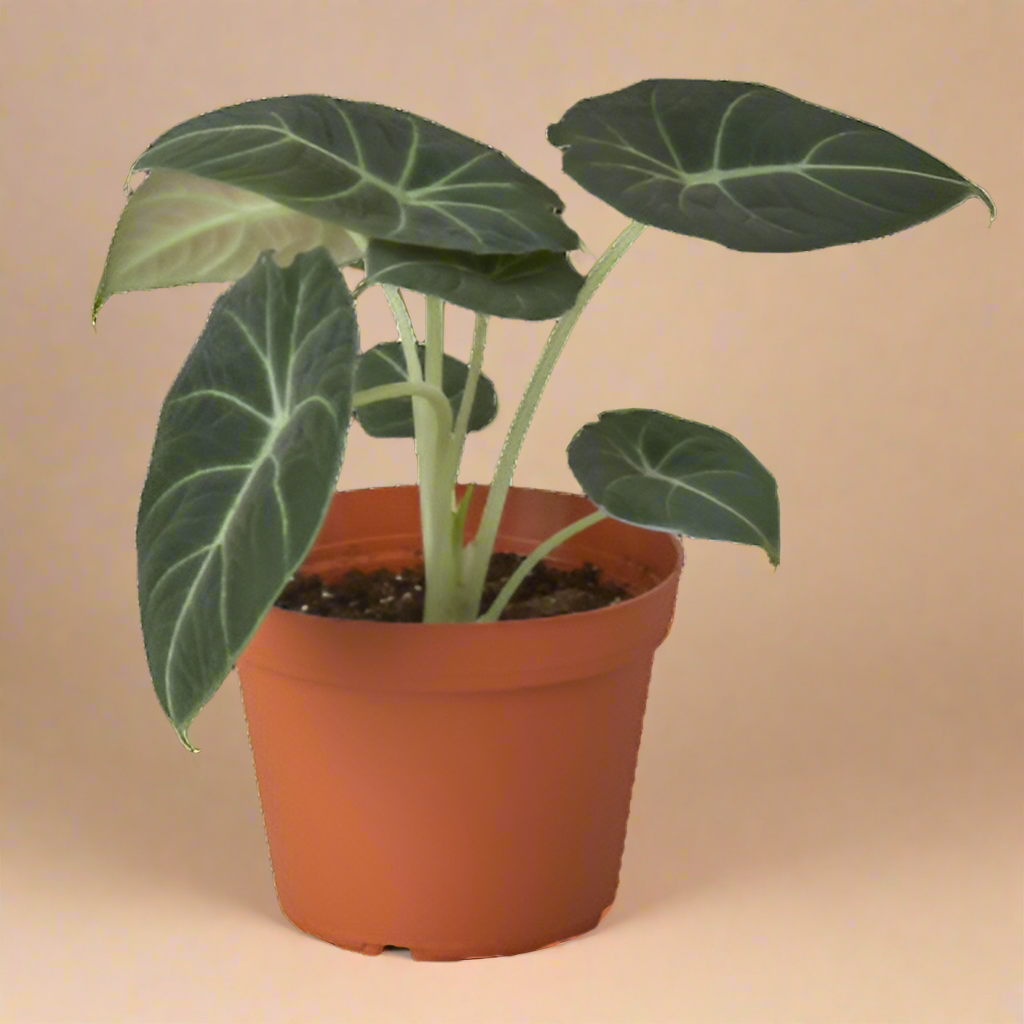 Alocasia Reginula 'Black Velvet'