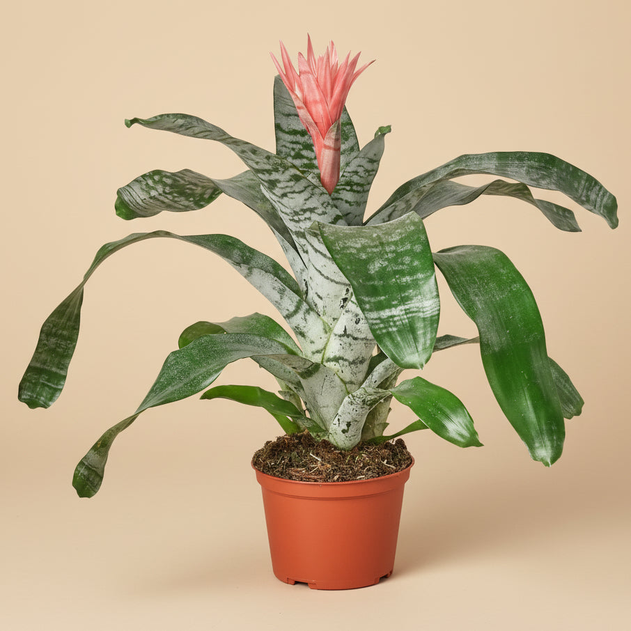 Bromeliad 'Silver Vase'