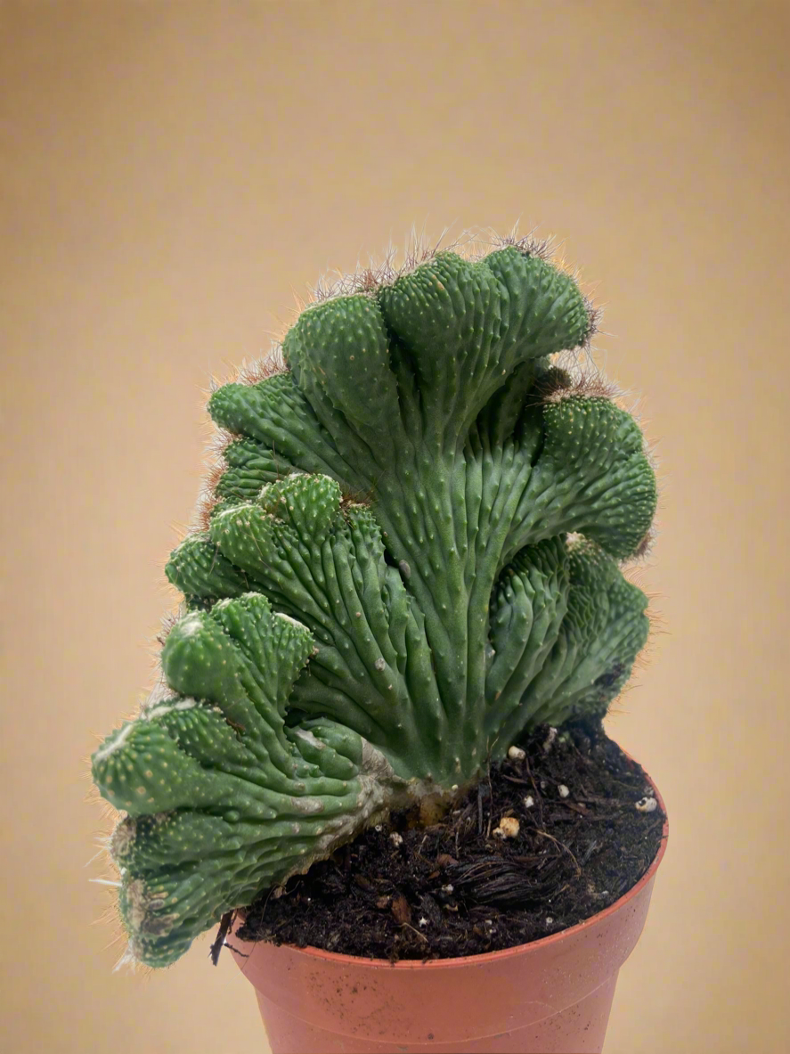 Rhipsalis Cereuscula - Cereus Coral Cactus