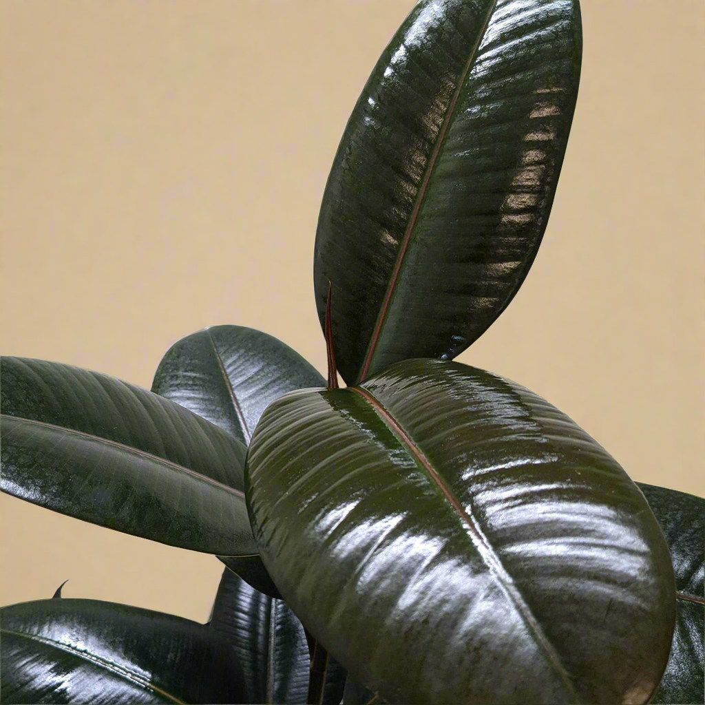Ficus Elastica 'Burgundy'